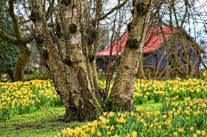 Trees & Yellow Flower Field Photograph Print 100% Australian Made