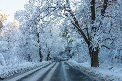 Snow Covered Black Trees on Road Photograph Print 100% Australian Made