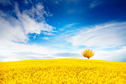 Bella Home Yellow Flower Field & Blue Sky Print Canvas Ready to hang