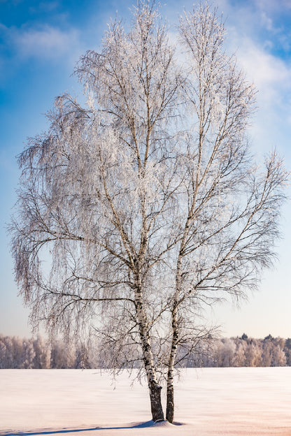 Snow Covered Tree on Field View Photograph Print 100% Australian Made