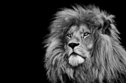 Lion Face B&W Photograph Print 100% Australian Made