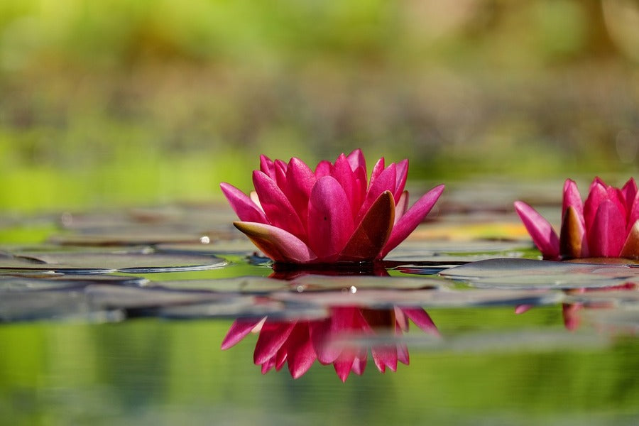 Red Lotus Flower on Water Closeup Photograph Print 100% Australian Made
