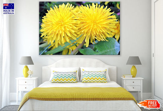 Yellow Dandelions Closeup Photograph Print 100% Australian Made