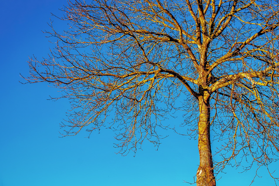 Dry Tree Closeup Photograph Print 100% Australian Made