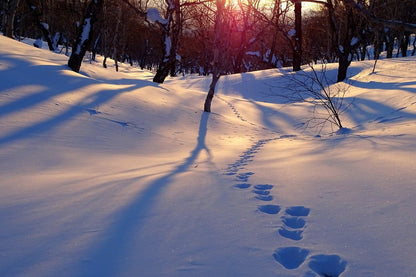 Winter Mountain Forest Sunset Photograph Print 100% Australian Made