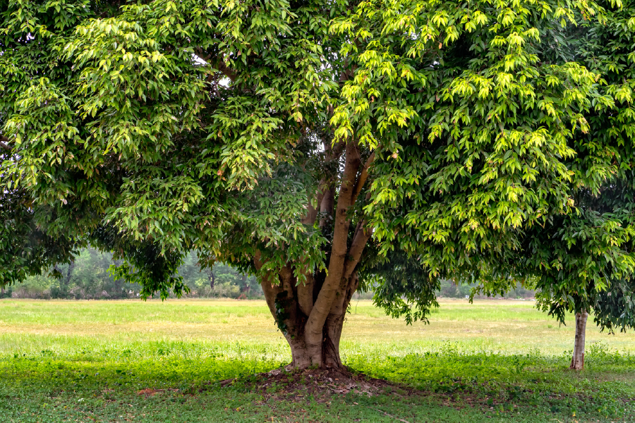 Tree & Grasses View Photograph Print 100% Australian Made