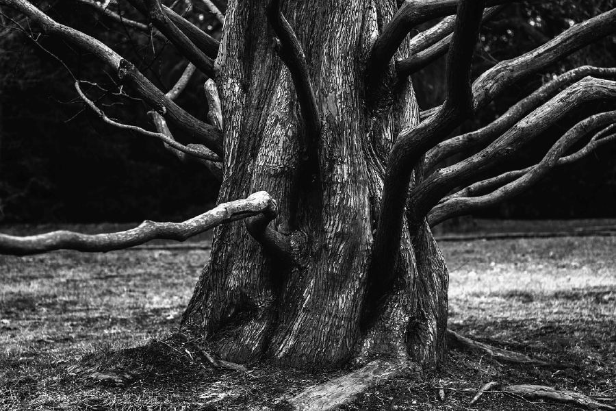 Tree Closeup B&W Photograph Print 100% Australian Made