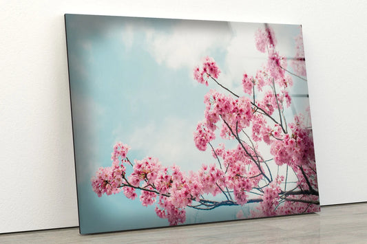Blossom Flower Tree Photograph Acrylic Glass Print Tempered Glass Wall Art 100% Made in Australia Ready to Hang