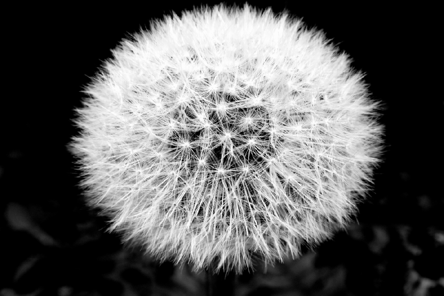 B&W Dandelion Flower Closeup Photograph Print 100% Australian Made