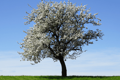 White Flower Tree View Photograph Print 100% Australian Made