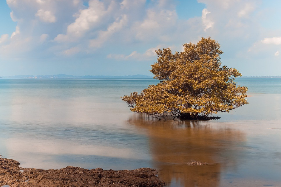 Tree on Sea Photograph Print 100% Australian Made