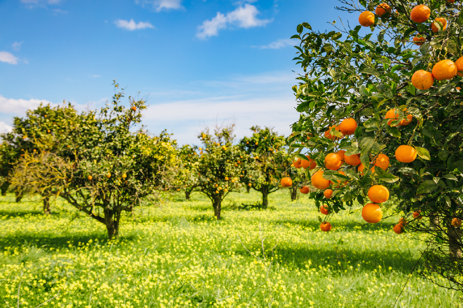 Orange Trees & Sky View Photograph Print 100% Australian Made