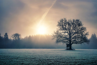 Tree on Snow Field Sunlight Photograph Print 100% Australian Made