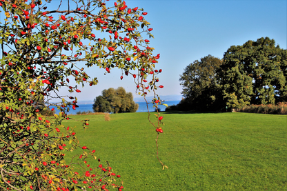 Fruit Tree & Bushes Near Sea Photograph Print 100% Australian Made