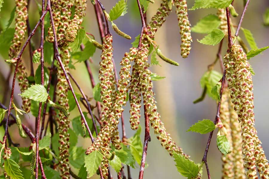 Birch Tree Closeup Photograph Print 100% Australian Made