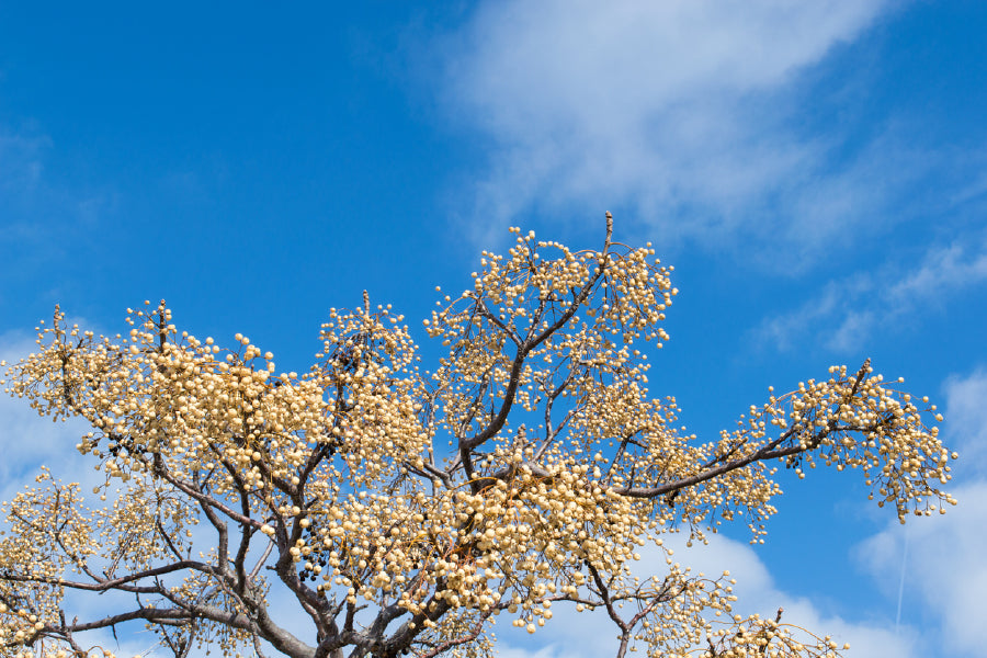 Chinaberry Tree Blue Sky View Photograph Print 100% Australian Made