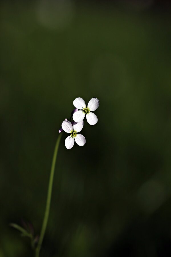 White Tiny Wildflowers Closeup Photograph Print 100% Australian Made