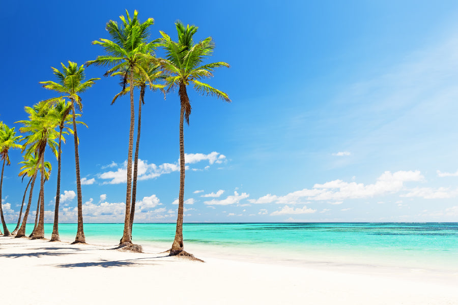 Palm Trees Near Beach Sky View Photograph Print 100% Australian Made