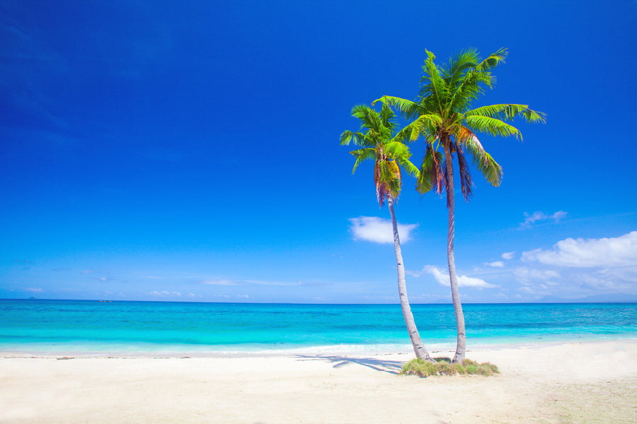 Bella Home Palm Trees in The Beautiful Sea Print Canvas Ready to hang