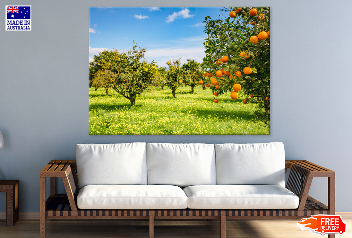 Orange Trees & Sky View Photograph Print 100% Australian Made