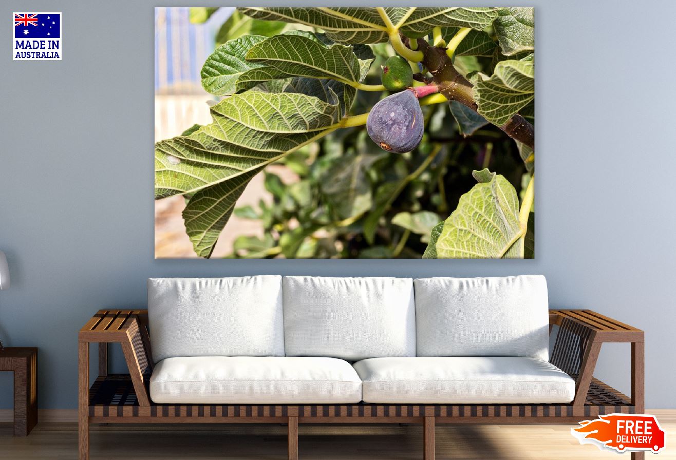 Fig Tree Branch Photograph Print 100% Australian Made