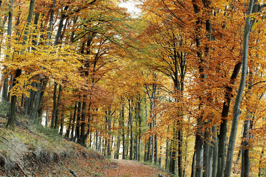 Maple Tree Forest Photograph Print 100% Australian Made