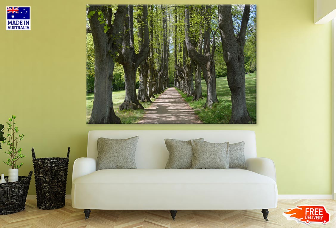 Tall Trees Row Along Road Photograph Print 100% Australian Made