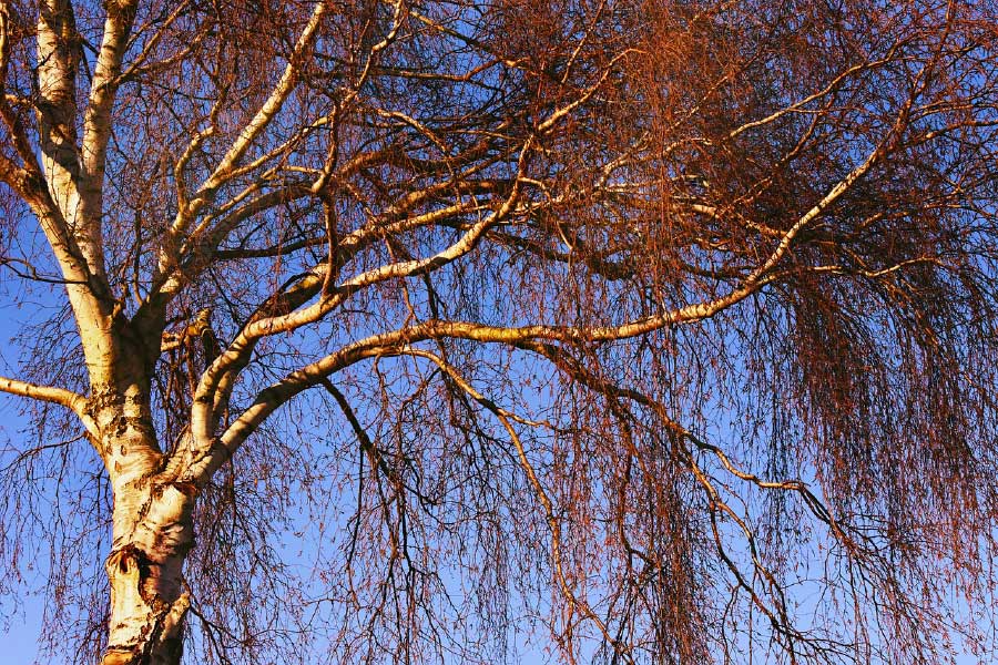 Tall Tree Closeup Photograph Print 100% Australian Made