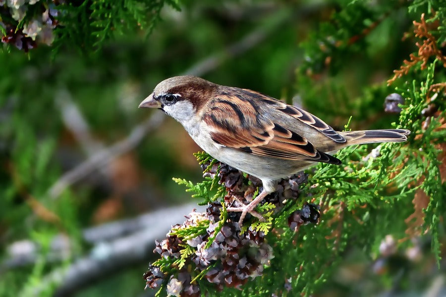 Sparrow Bird on Tree Closeup Photograph Print 100% Australian Made