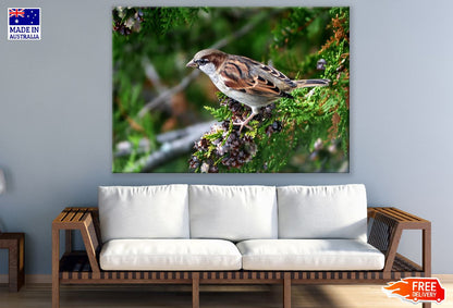 Sparrow Bird on Tree Closeup Photograph Print 100% Australian Made