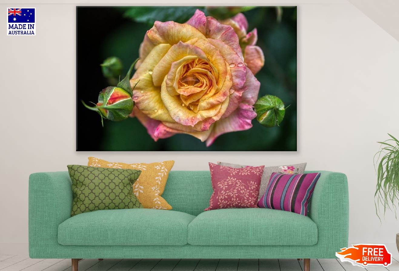 Yellow & Pink Rose Flower Closeup Photograph Print 100% Australian Made