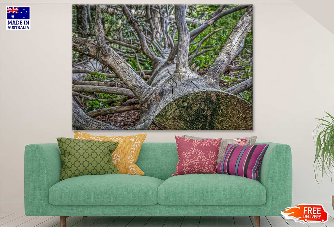 Fallen Tree Closeup Photograph Print 100% Australian Made