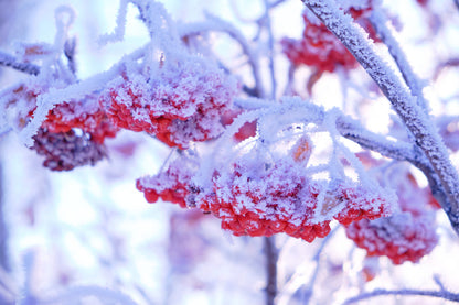 Rowan Berries Covered with Snow Photograph Print 100% Australian Made