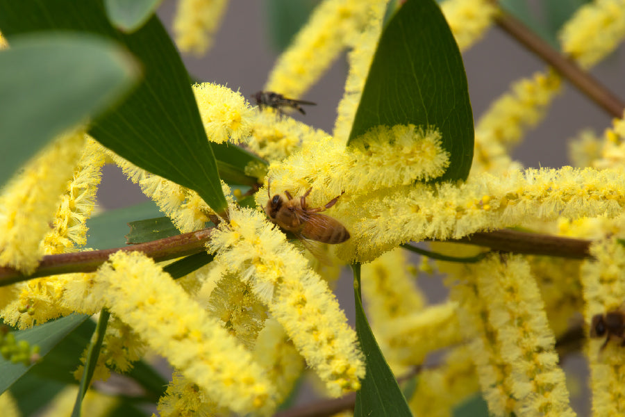 Acacia longifolia Plant View Photograph Print 100% Australian Made