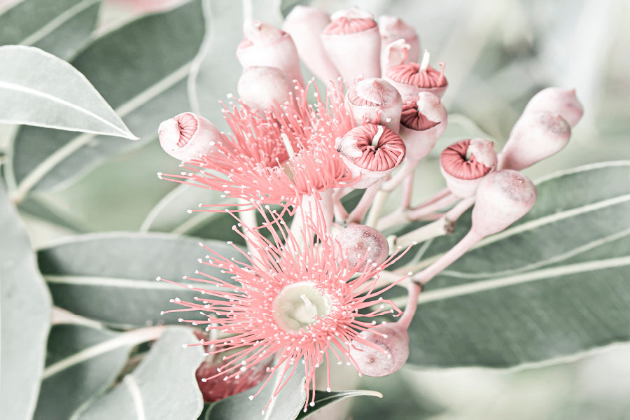 Bella Home Pink Gum Flower Closeup Faded Print Canvas Ready to hang