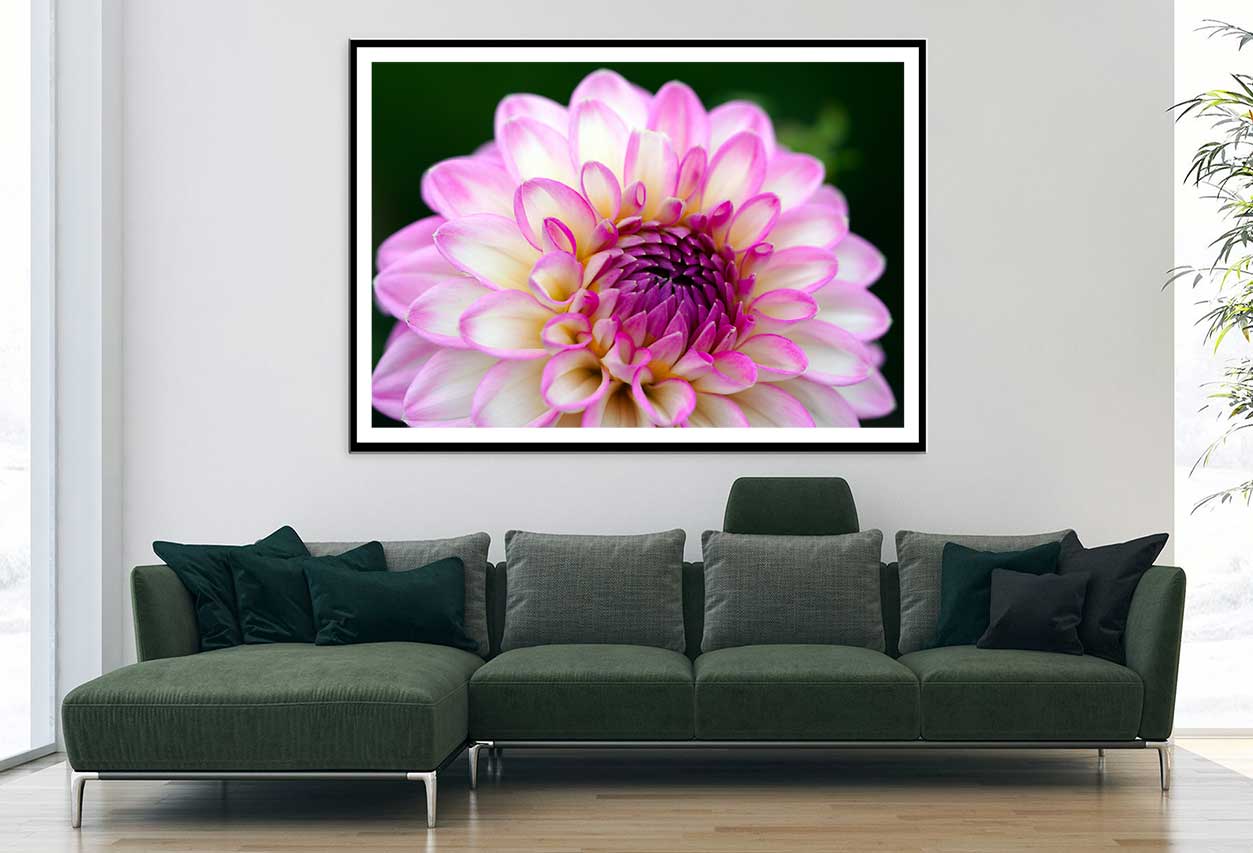 White Pink Dahlia Flower Closeup View Photograph Home Decor Premium Quality Poster Print Choose Your Sizes