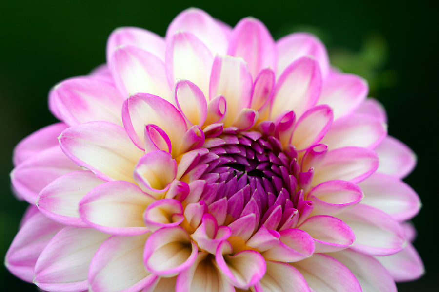 White Pink Dahlia Flower Closeup View Photograph Home Decor Premium Quality Poster Print Choose Your Sizes