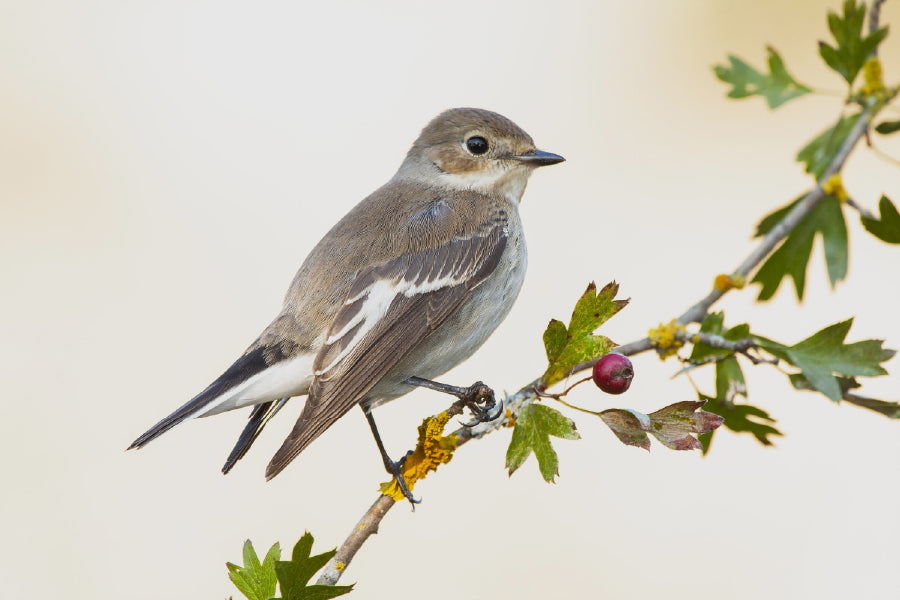 Sparrow Bird on Tree Branch View Photograph Print 100% Australian Made