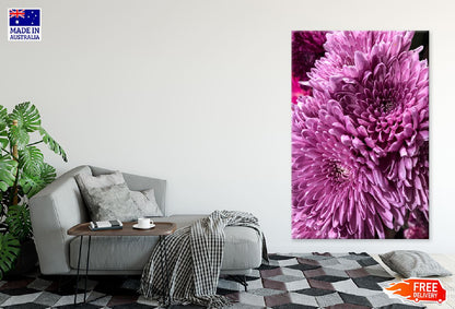 Pink Chrysanthemum Flowers View Photograph Print 100% Australian Made