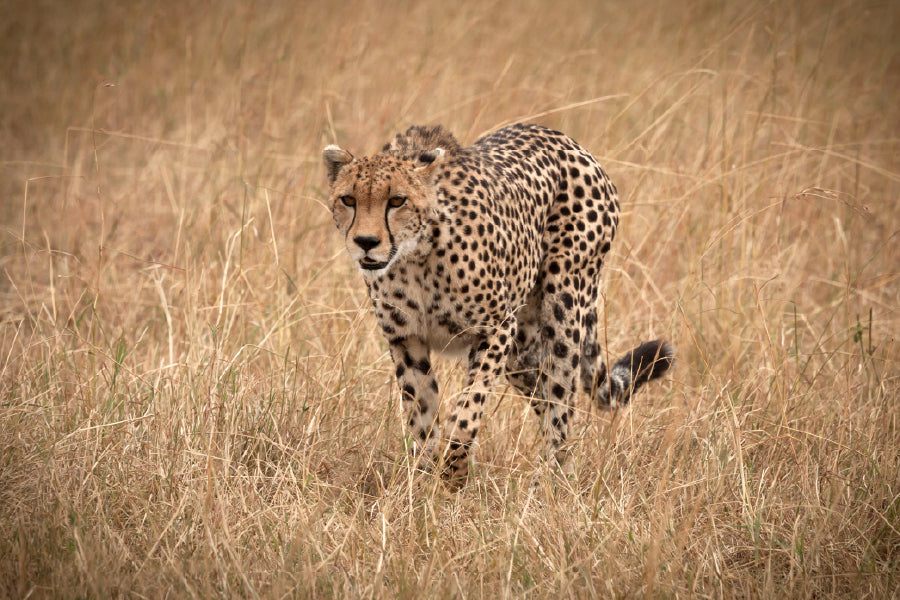 African Cheetah on Landscape View Photograph Print 100% Australian Made