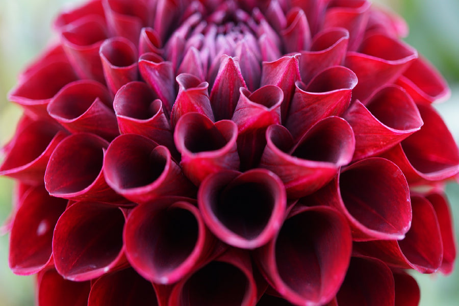 Maroon Dahlia Flower Closeup View Photograph Home Decor Premium Quality Poster Print Choose Your Sizes