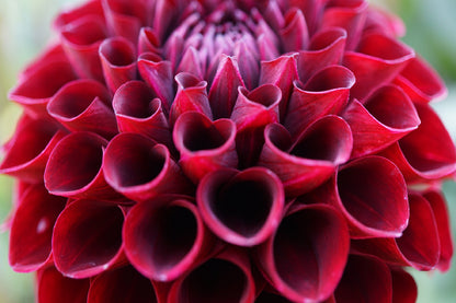 Maroon Dahlia Flower Closeup View Photograph Home Decor Premium Quality Poster Print Choose Your Sizes