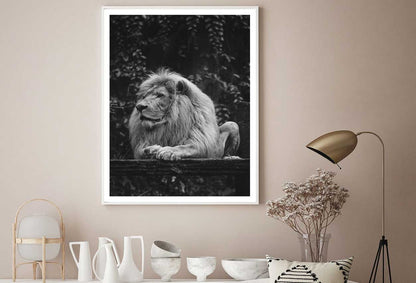 Majestic Lion B&W View Photograph Home Decor Premium Quality Poster Print Choose Your Sizes