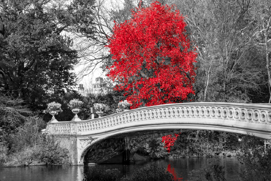 Red Autumn Tree with Bridge B&W Photograph Home Decor Premium Quality Poster Print Choose Your Sizes