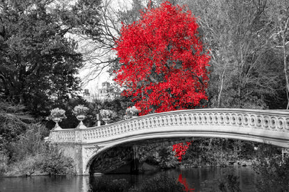 Red Autumn Tree with Bridge B&W Photograph Home Decor Premium Quality Poster Print Choose Your Sizes