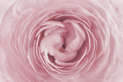 Pink Ranunculus Flower Macro View Photograph Print 100% Australian Made