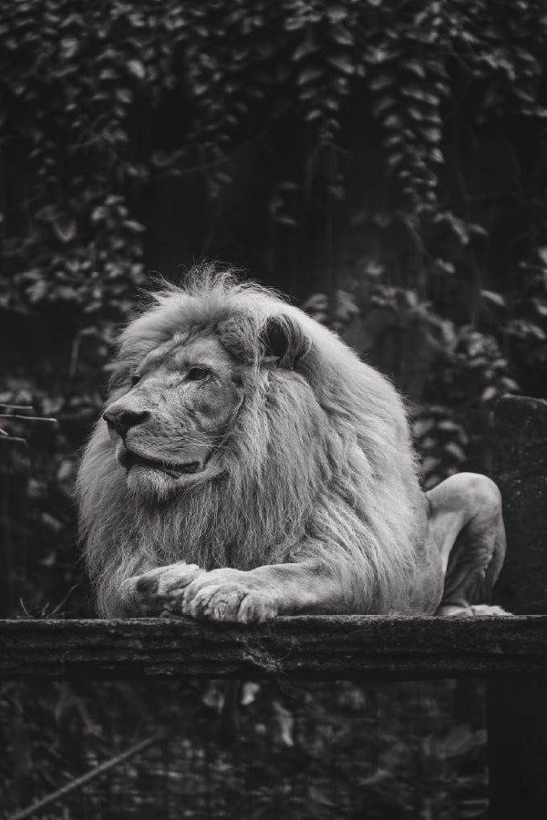 Majestic Lion B&W View Photograph Home Decor Premium Quality Poster Print Choose Your Sizes