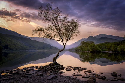 Alone Tree on Lake Sunset Scenery Photograph Home Decor Premium Quality Poster Print Choose Your Sizes