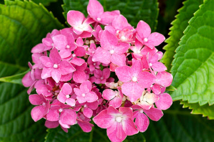 Pink Hydrangea Flower Closuep Photograph Home Decor Premium Quality Poster Print Choose Your Sizes