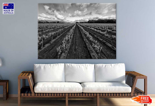 Vineyard View in Italy B&W Photograph Print 100% Australian Made